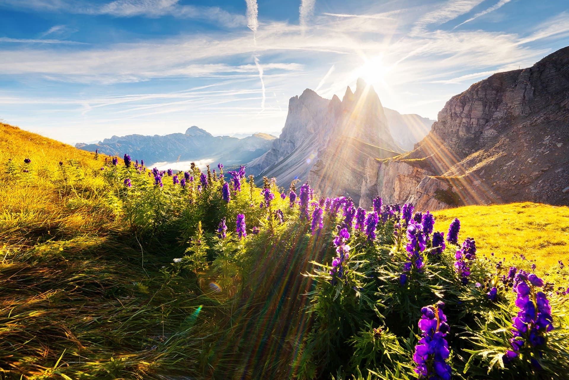 Blumenwiese vor den Dolomiten